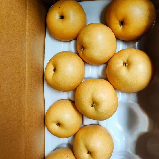 Neue Ernte von frischen Ya-Birnen-Frischfrüchten für den Export