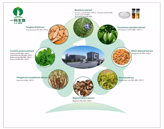 Natürlicher Resveratrol-Massenpulver-Knöterich-Extrakt