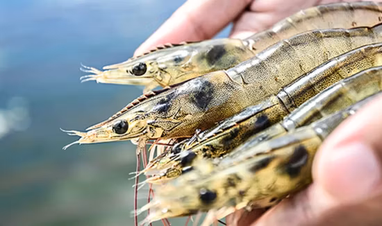 Heißer Verkauf Bacillus Subtilis Probiotisches Pulver