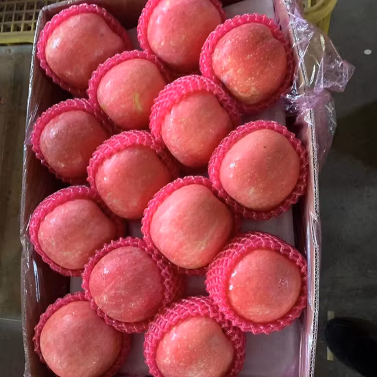 Hochwertige, heiß verkaufte China-Frucht, frischer, voller roter FUJI-Apfel