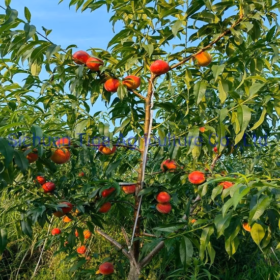 Heißer Verkauf köstliche frische süße Donut-Pfirsich-Sommerfrucht