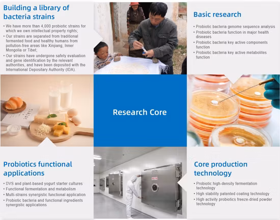 OEM-Gesundheitsergänzung probiotisches Lactobacillus Plantarum-Pulver