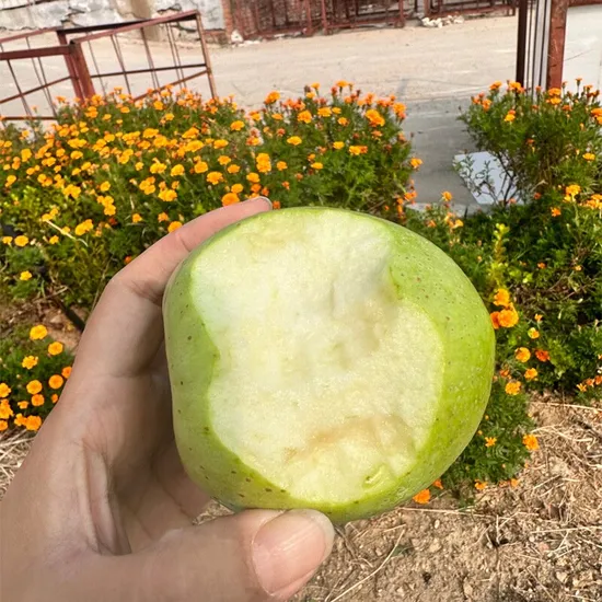 China Neue Ernte FUJI Apfel Natürliche Frucht Frischer Apfel